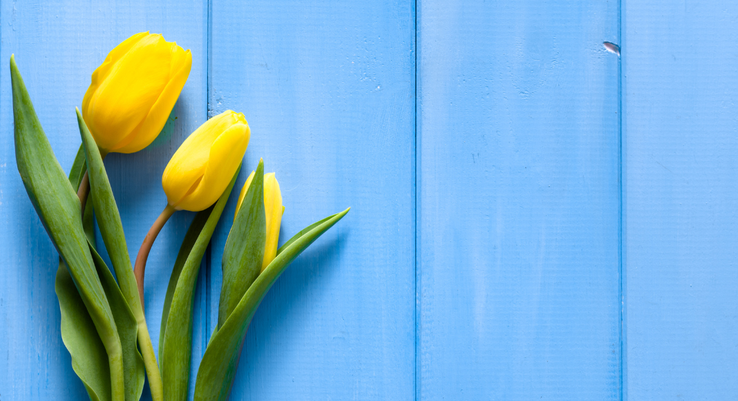 tulips