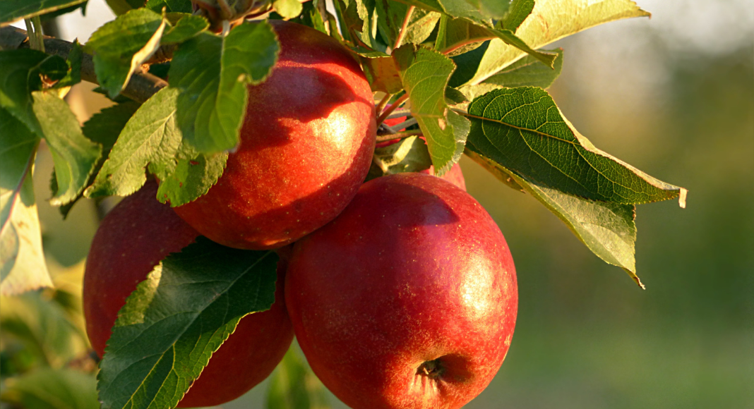 apples hanging from tree