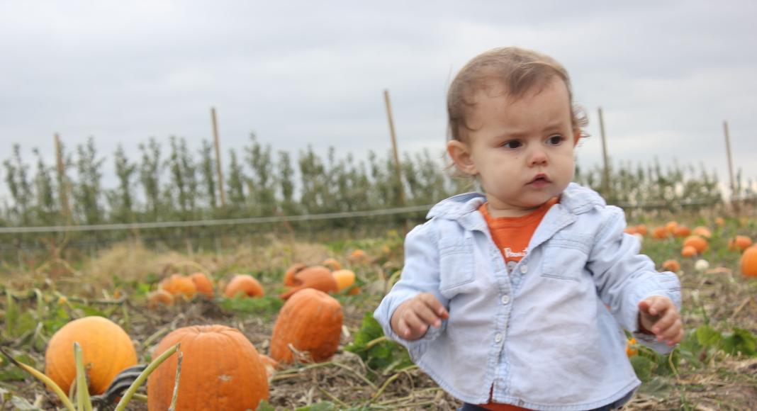 toddler girl at pumpkin patch