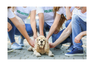 Volunteers working with animals at a local shelter.