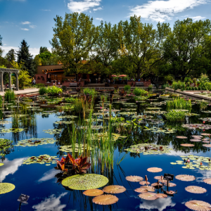 A peaceful lily pond surrounded by trees at the Denver Botanic Gardens.