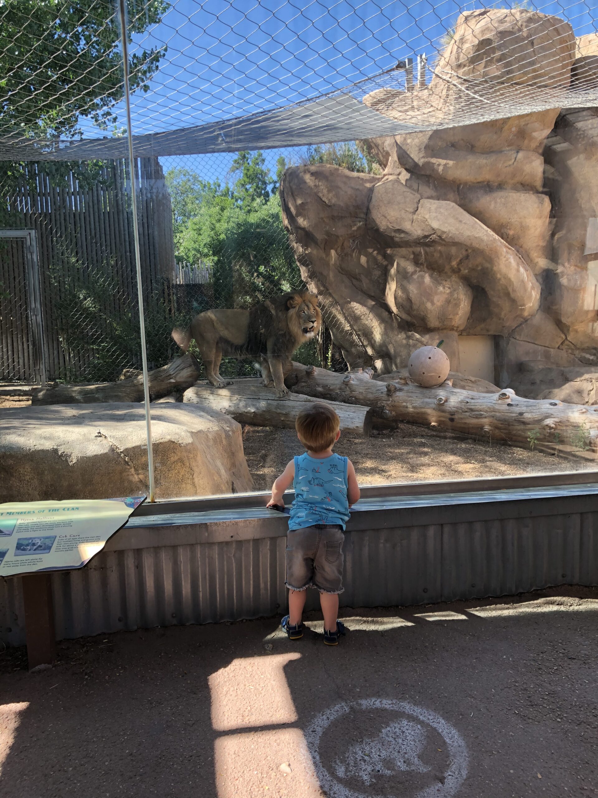 IMG_4178 kid at zoo with lion